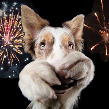 Dog frightened by fireworks