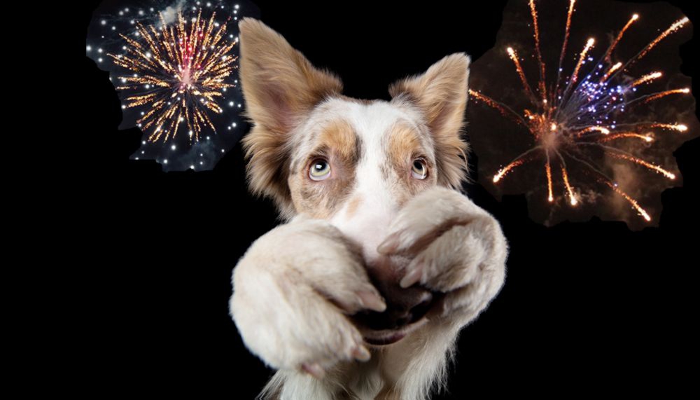 Fireworks and Pets: Say no to “One Last Bang"